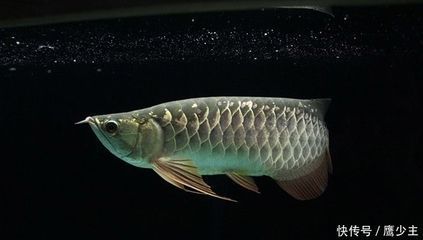 養龍魚用什么底色好看