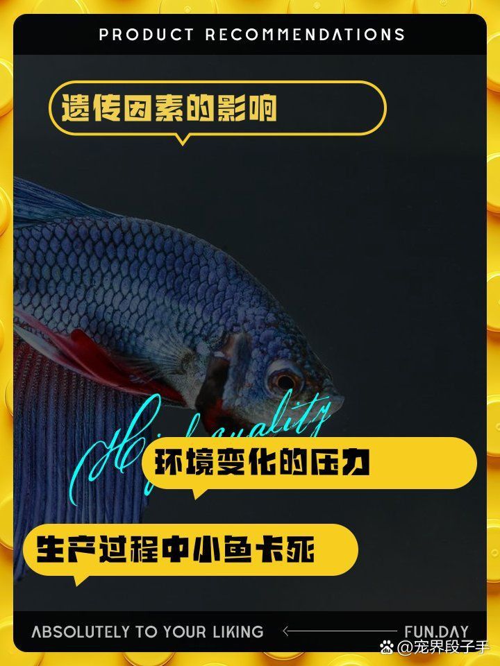 孔雀魚(yú)不生快憋死了