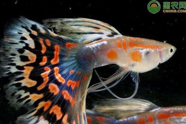孔雀魚(yú)不生快憋死了
