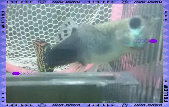 孔雀魚(yú)不生快憋死了