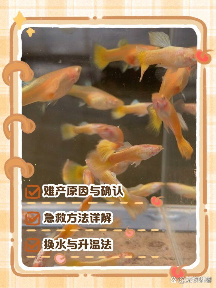 孔雀魚(yú)不生快憋死了