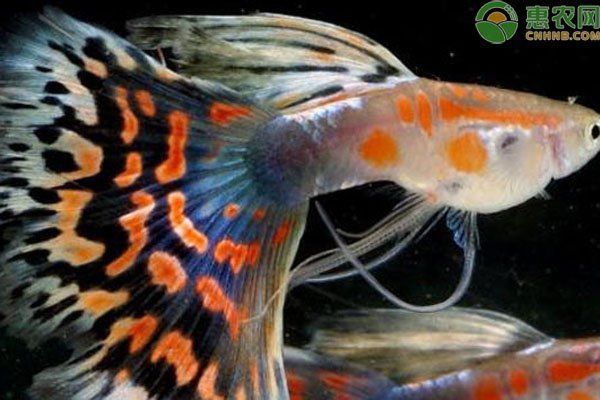 孔雀魚(yú)不生快憋死了