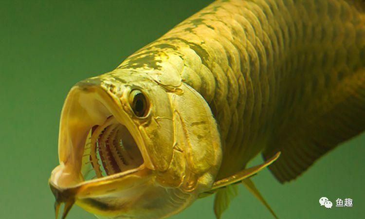 怎么促進(jìn)龍魚消化吸收（如何促進(jìn)龍魚的消化吸收）