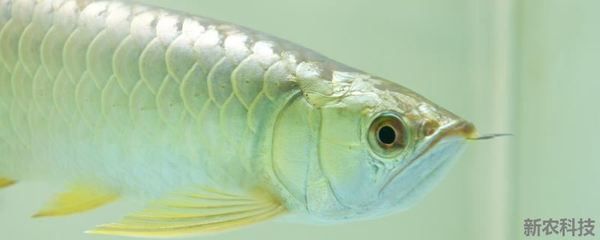 龍魚可以食用嗎？：龍魚可以吃嗎？