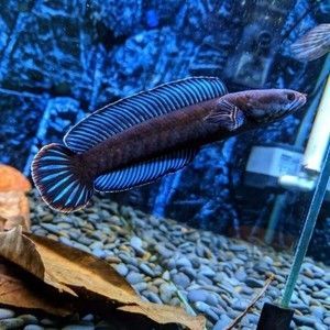 奶茶雷龍魚多少錢：奶茶雷龍魚價格可以根據不同的規格和來源有所差異
