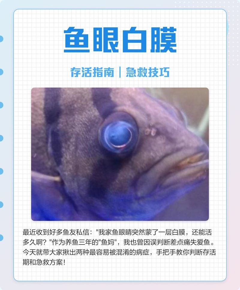 雷龍魚單眼凸出多久會死？