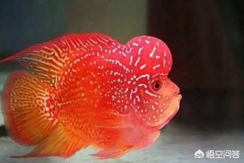 紅龍魚后三鰭怎么養會大：紅龍魚后三鰭怎么養會大紅龍魚后三鰭怎么養會大