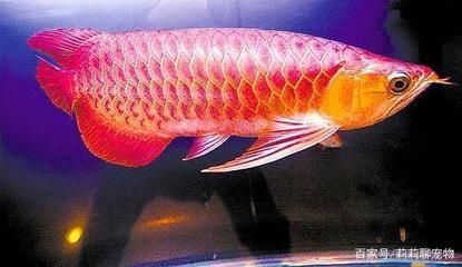 紅尾金龍魚怎么養(yǎng)（紅尾金龍魚的養(yǎng)殖方法）