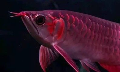 龍魚多長時間能餓死:龍魚多長時間能夠餓死 龍魚百科 第3張 龍魚多長時間能餓死:龍魚多長時間能夠餓死 龍魚多長時間能餓死:龍魚多長時間能夠餓死 龍魚百科 第3張