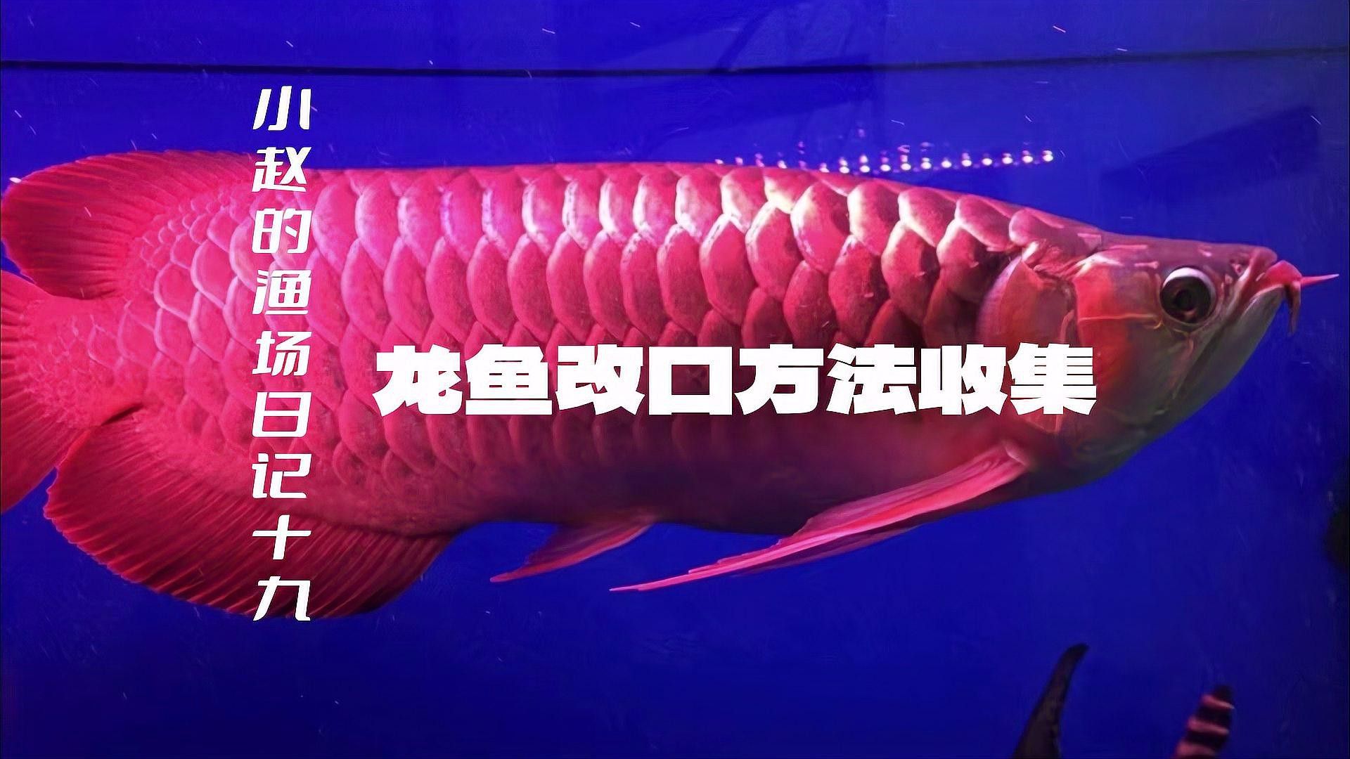有哪些龍魚改口成功案例？