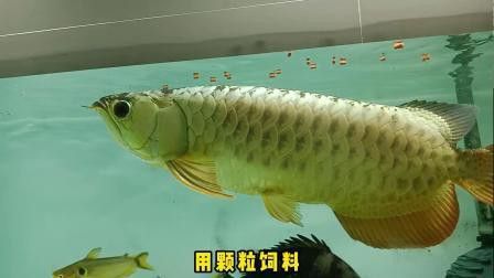 有哪些龍魚改口成功案例？