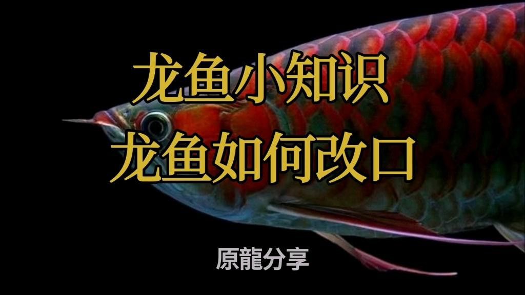 有哪些龍魚改口成功案例？