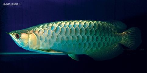 龍魚生活在什么地方：印尼龍魚與南美龍魚的區別，如何模擬龍魚的自然棲息地？