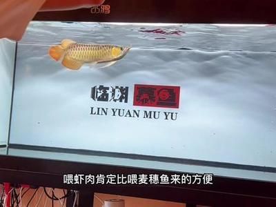 小魚仔需要消毒多久才能喂龍魚（關于小魚仔需要消毒多久才能喂龍魚）