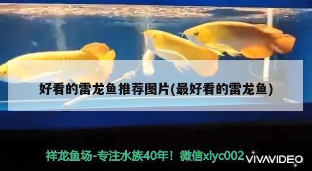 龍魚魚食凍蝦仁用殺菌么（龍魚可以喂食冰凍蝦仁嗎）