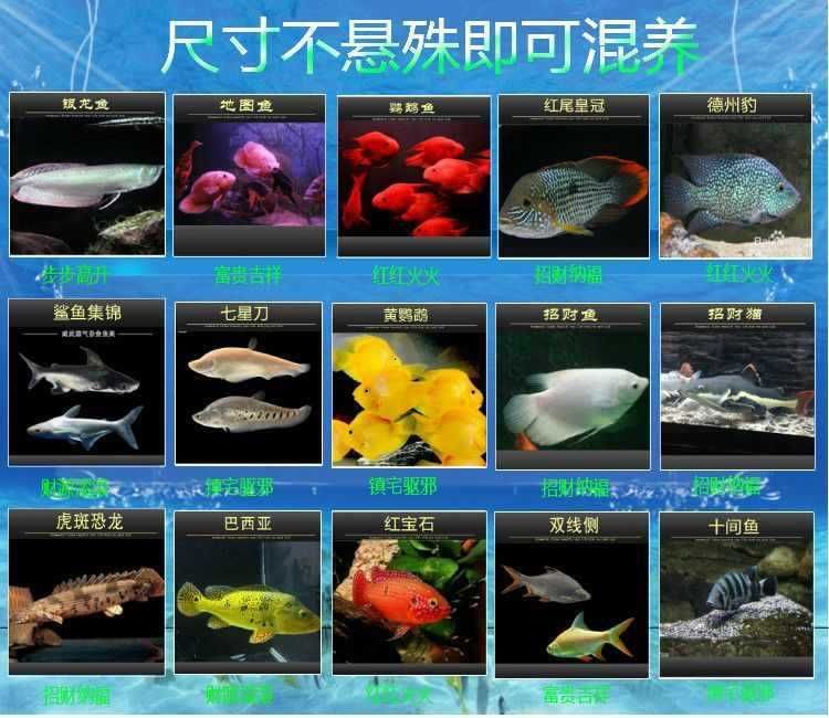 龍魚和鉛筆能混養嗎：龍魚和鉛筆魚可以混養嗎 龍魚和鉛筆能混養嗎：龍魚和鉛筆魚可以混養嗎 龍魚百科 第5張
