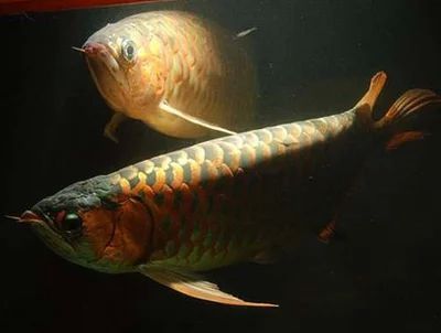 紅龍魚成魚水溫多少合適養魚：紅龍魚成魚時期水溫多少合適養魚
