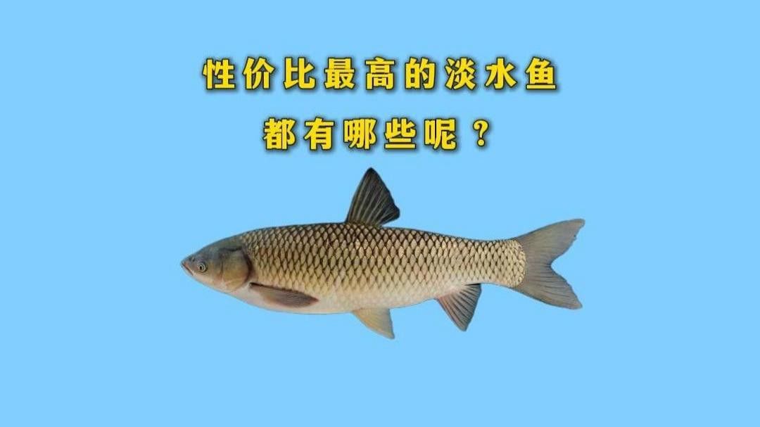 補魚時應該選擇什么品種的魚？