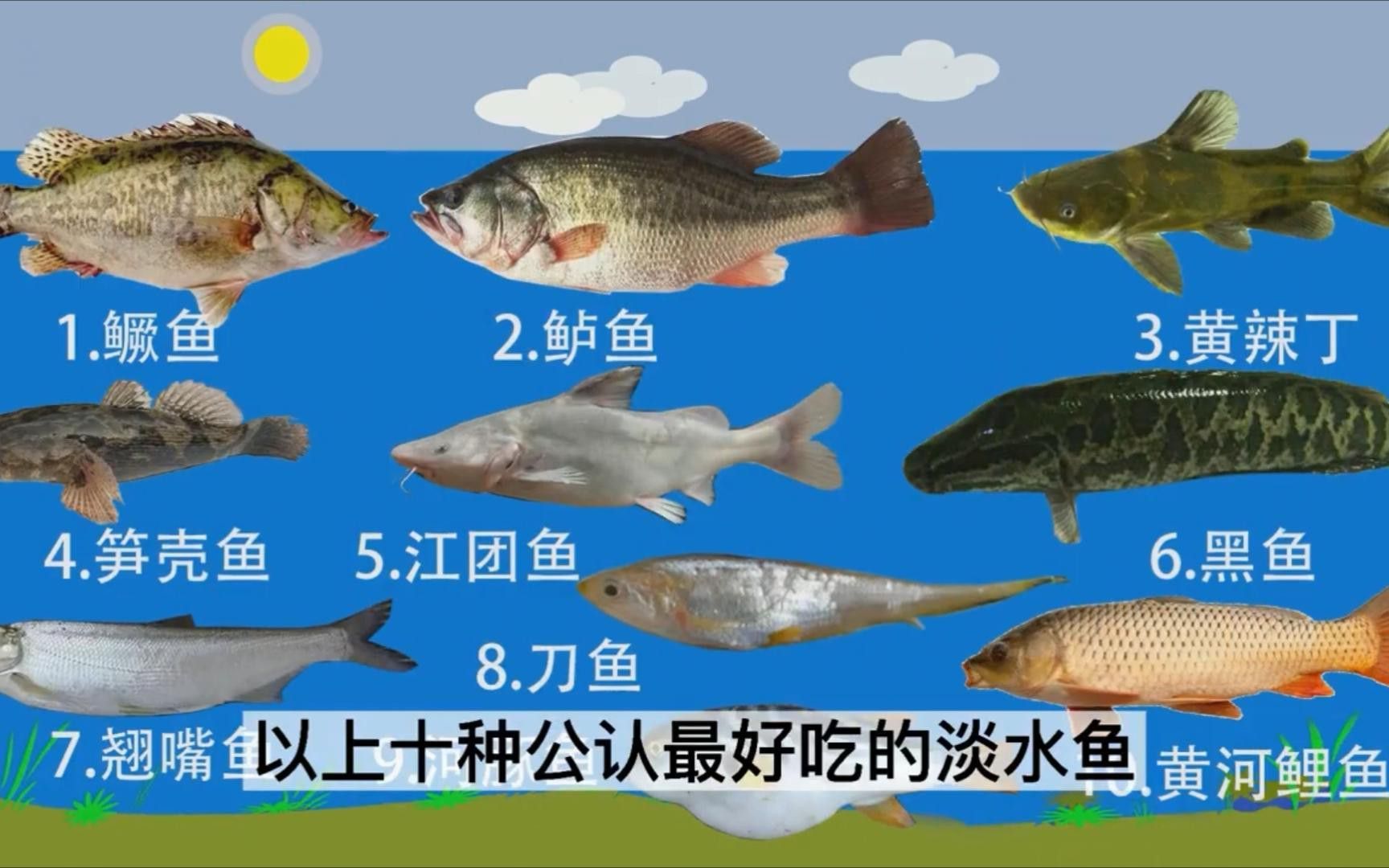 補魚時應該選擇什么品種的魚？