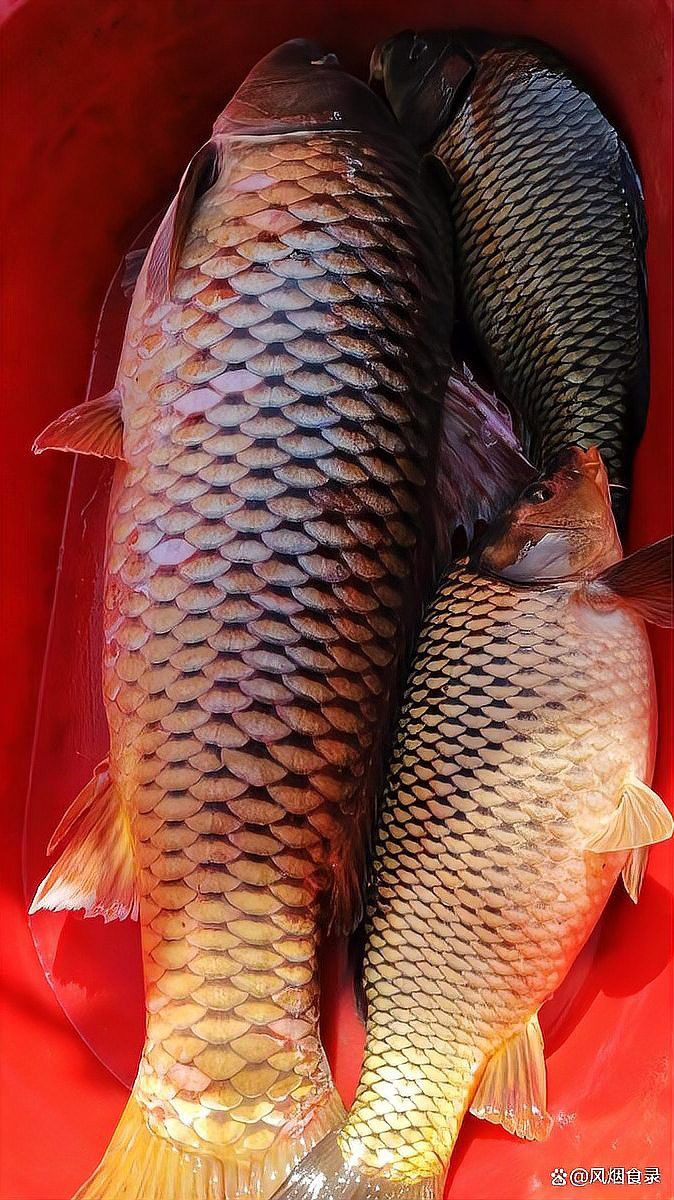 補魚時應該選擇什么品種的魚？