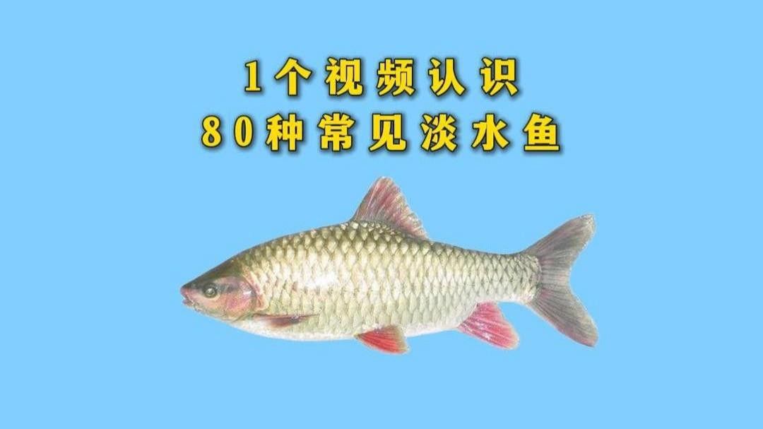 補魚時應該選擇什么品種的魚？