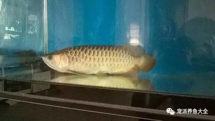 龍魚趴缸張大嘴怎么回事（龍魚趴缸和張大嘴是怎么回事）