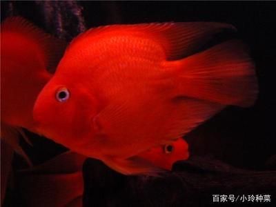 龍魚和戰船哪個好養：龍魚與戰船魚混養指南