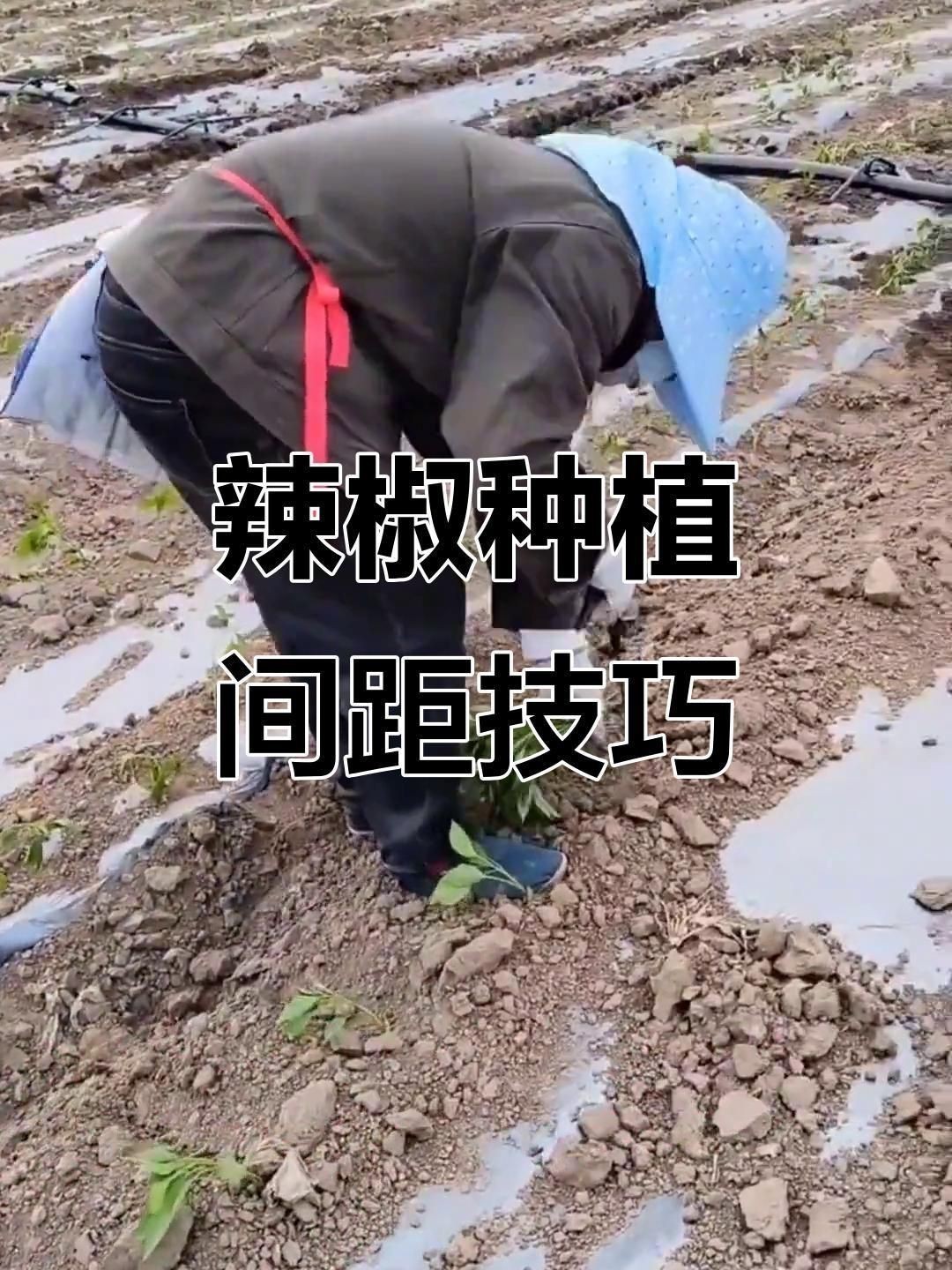 辣椒旁邊種豆角可以嗎