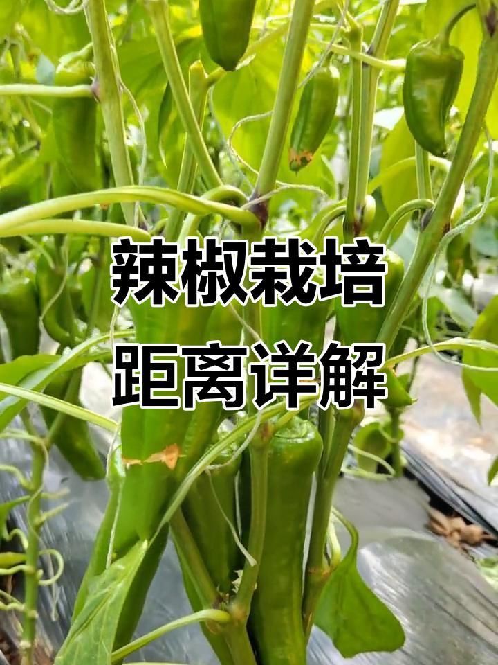 辣椒旁邊種豆角可以嗎