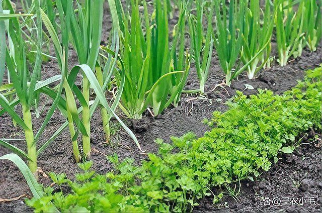 辣椒旁邊種豆角可以嗎