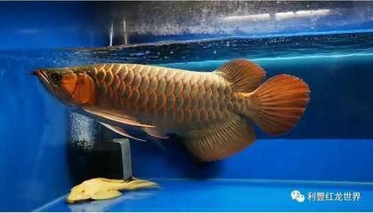 三角龍魚圖片大全（三角龍魚的飼養方法） 三角龍魚圖片大全（三角龍魚的飼養方法） 龍魚百科 第4張