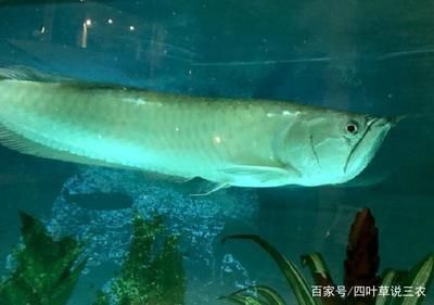 多大的銀龍魚可以喂泥鰍（銀龍魚可以喂泥鰍嗎）