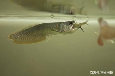 多大的銀龍魚可以喂泥鰍（銀龍魚可以喂泥鰍嗎）