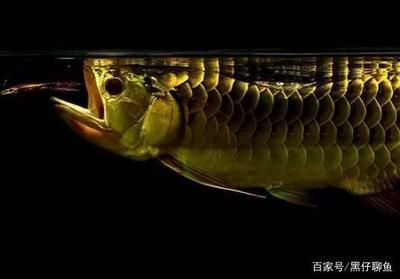 龍魚買來第二天開口可以嗎？：龍魚買來后是否能在第二天開口吃食，龍魚開口期常見問題及解決