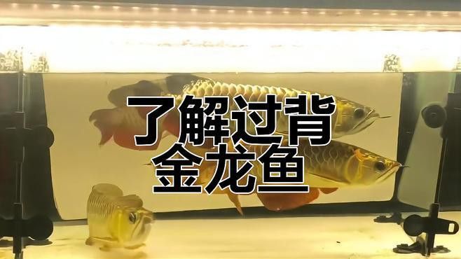 紫底過背金龍的市場需求大嗎？