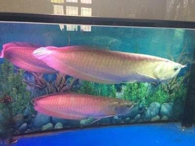 70公分龍魚多少錢（70公分龍魚大概多少錢一條(龍魚多少錢一條）