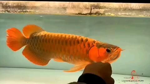 70公分龍魚多少錢（70公分龍魚大概多少錢一條(龍魚多少錢一條）