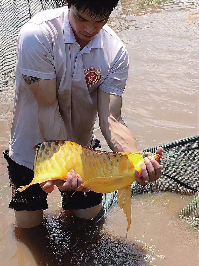 太原龍魚轉讓出售信息網