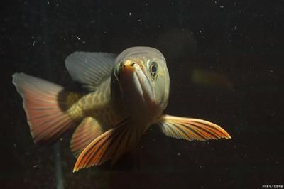 養(yǎng)龍魚的講究：養(yǎng)龍魚的講究主要包括以下幾點：水質要求高，龍魚對水質的要求嚴格
