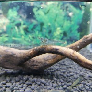 龍魚的嘴撞傷了會怎么樣：龍魚吃蝦好還是吃蝦好，怎么正確喂養(yǎng)龍魚