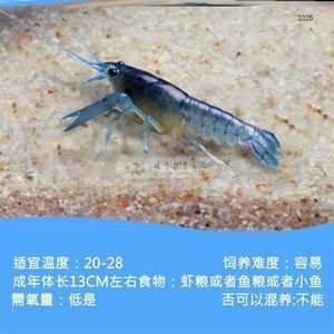 龍魚的嘴撞傷了會怎么樣：龍魚吃蝦好還是吃蝦好，怎么正確喂養(yǎng)龍魚