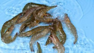 龍魚的嘴撞傷了會怎么樣：龍魚吃蝦好還是吃蝦好，怎么正確喂養(yǎng)龍魚