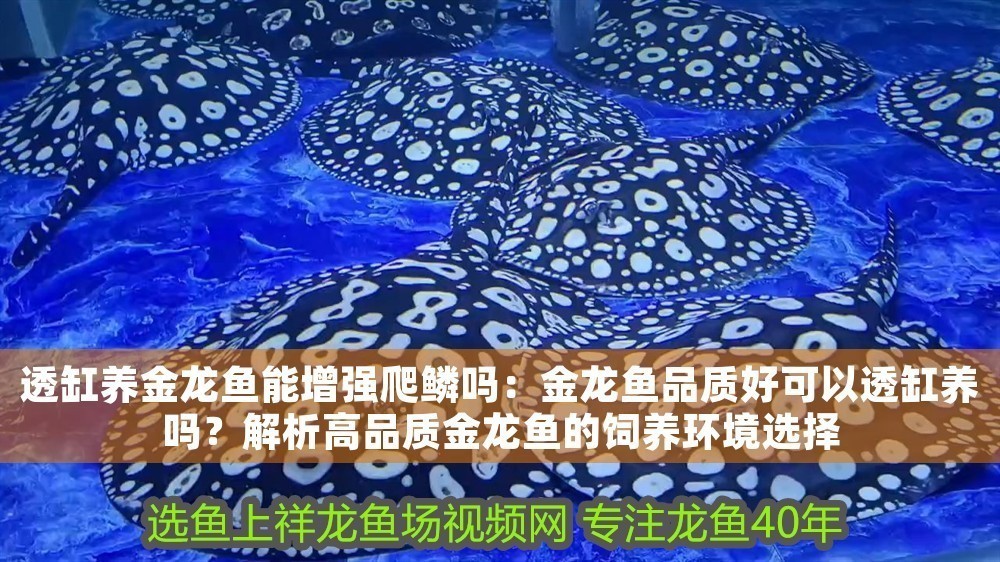 透缸養(yǎng)金龍魚能增強(qiáng)爬鱗嗎：金龍魚品質(zhì)好可以透缸養(yǎng)嗎？解析高品質(zhì)金龍魚的飼養(yǎng)環(huán)境選擇