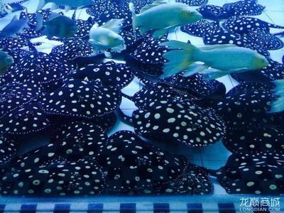 透缸養(yǎng)金龍魚能增強(qiáng)爬鱗嗎：金龍魚品質(zhì)好可以透缸養(yǎng)嗎？解析高品質(zhì)金龍魚的飼養(yǎng)環(huán)境選擇