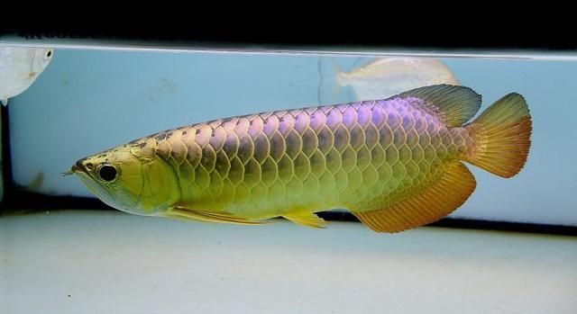 龍魚尾巴縮起來縮鰭怎么辦：龍魚尾巴縮起來縮鰭怎么辦龍魚尾巴縮起來縮鰭怎么辦