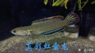 彩虹雷龍魚價格多少錢一條