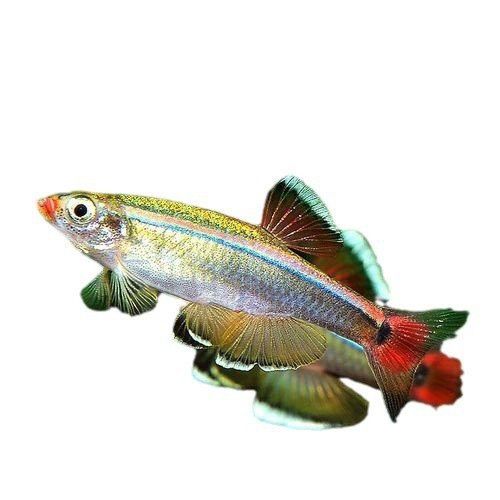 彩虹雷龍魚價格多少錢一條