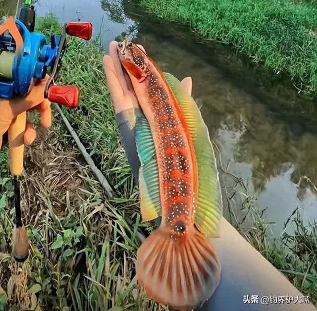 彩虹雷龍魚價格多少錢一條