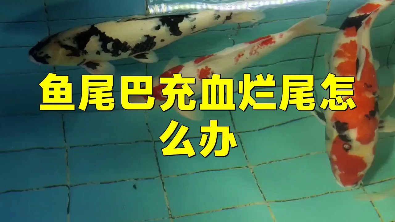 還有哪些因素可能導致金魚尾巴充血爛尾？