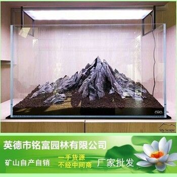 什么魚適合跟金龍魚混養：適合與金龍魚混養的魚類